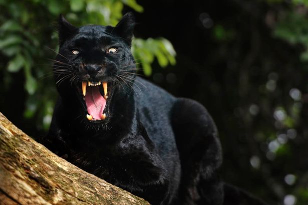 stealthy sex panther