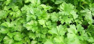 parsley