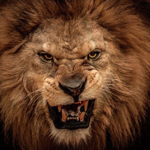 let your masculine ambition really roar